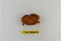 藏品(光手滑面蟹)的圖片